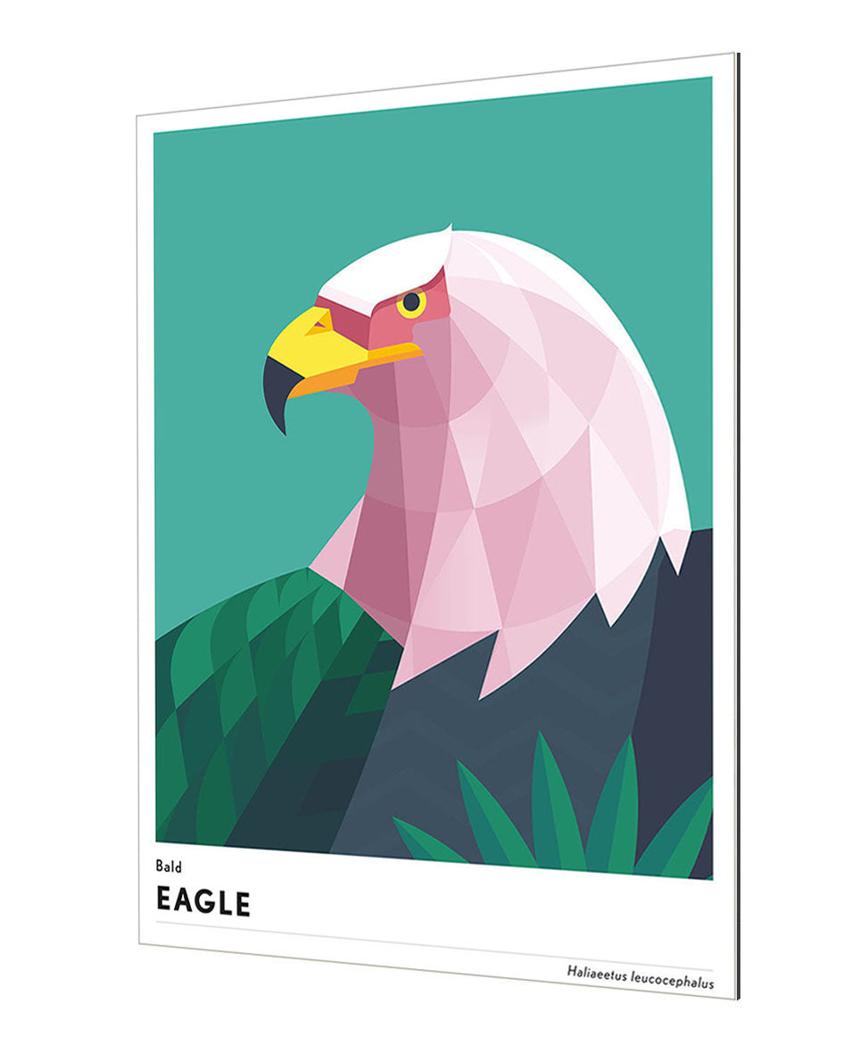 Mark Harrison - Animal Eagle