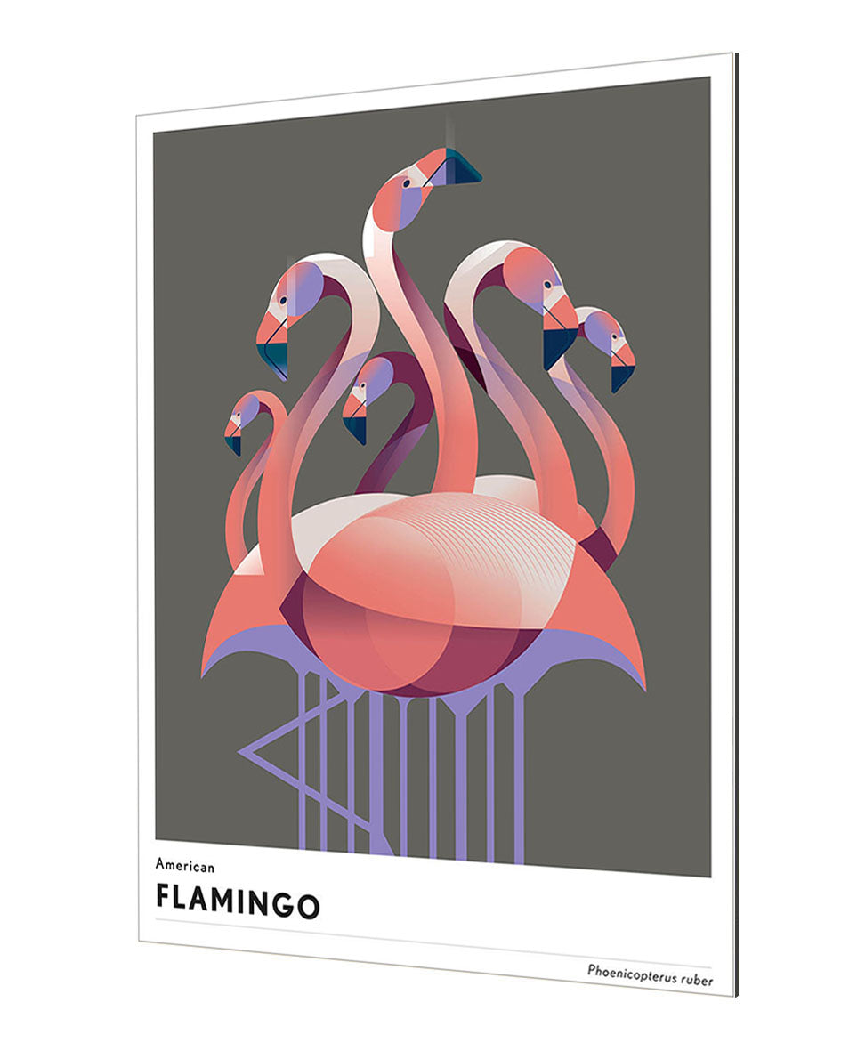 Mark Harrison - Animal Flamingo