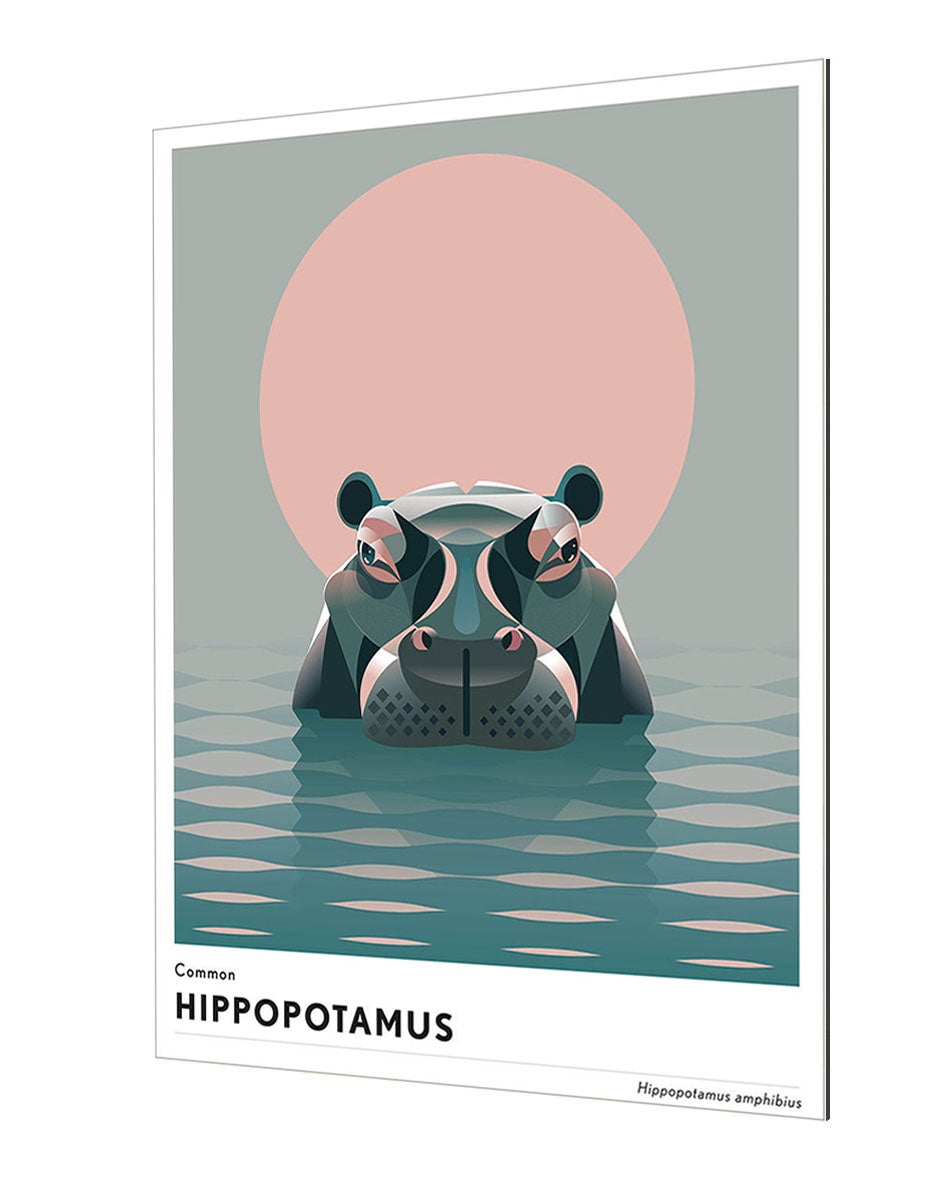Mark Harrison - Animal Hippopotamus