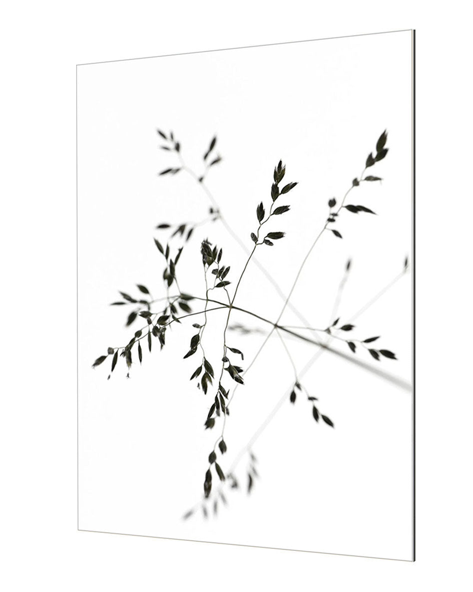 Studio Nahili - A Delicate Moment