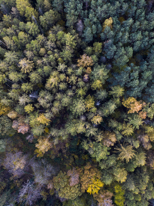 Studio Nahili -  Autumn In The Forest