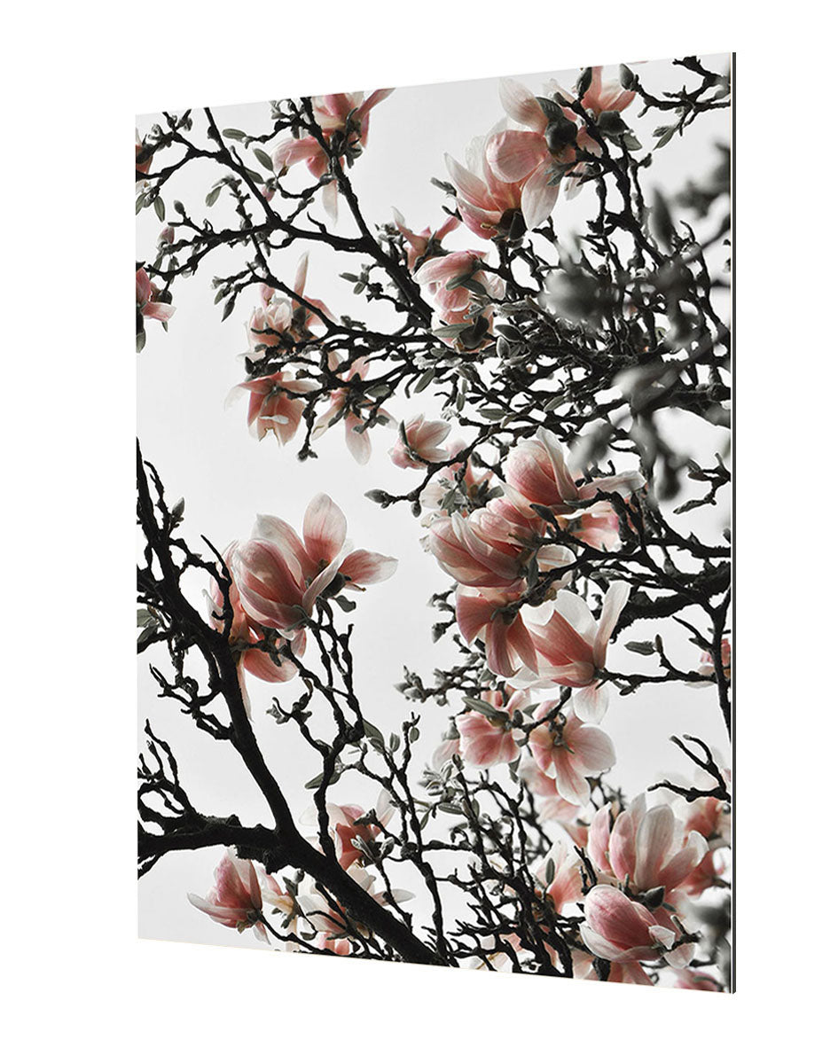 Studio Nahili - Beautiful Blush Magnolia