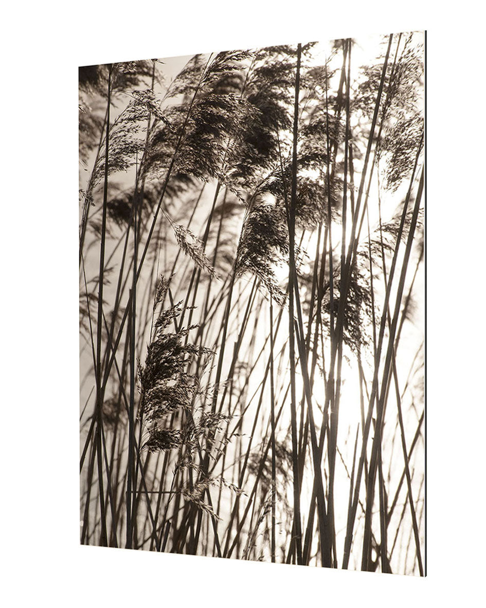 Studio Nahili - Grasses In The Golden Sunset