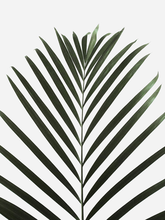 Studio Nahili -  Lush Tropical Palms