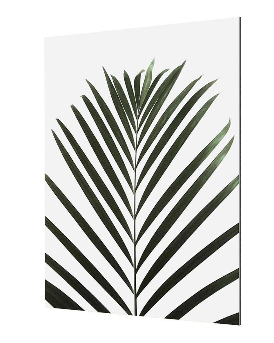 Studio Nahili - Lush Tropical Palms