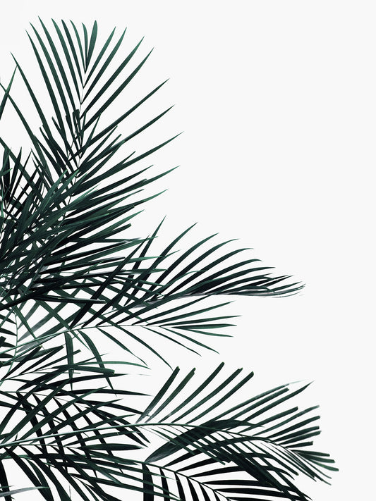 Studio Nahili -  Minimal Palm Leaf