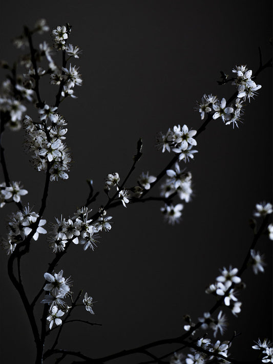 Studio Nahili -  Moody Flower Beauty