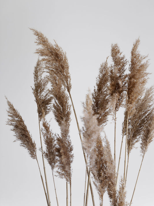 Studio Nahili -  Pampas Reed In The Wind