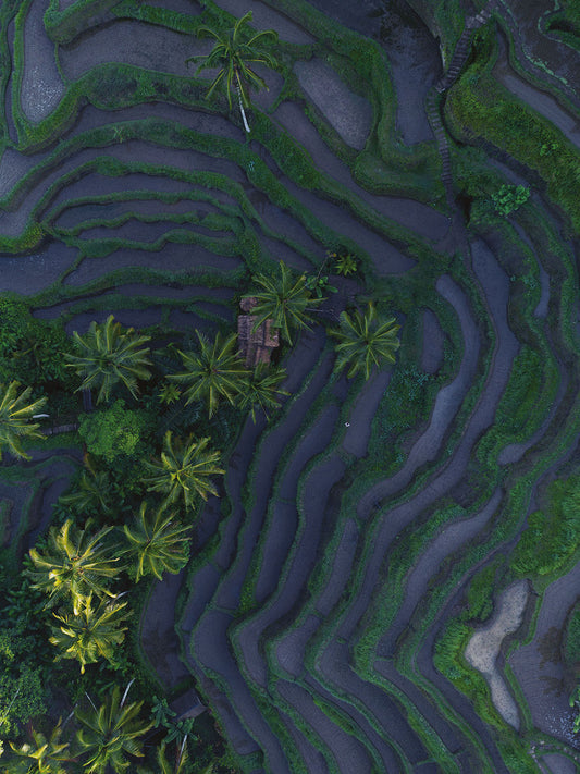 Studio Nahili -  Tropical Risefields From Above