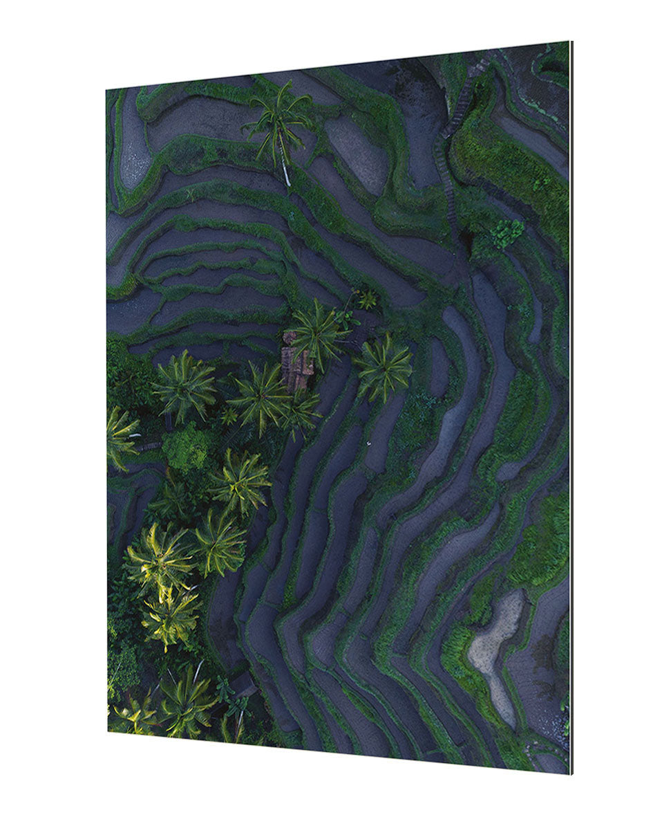 Studio Nahili - Tropical Risefields From Above