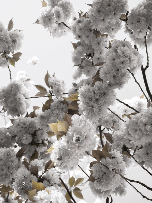 Studio Nahili -  White Spring Blossoms