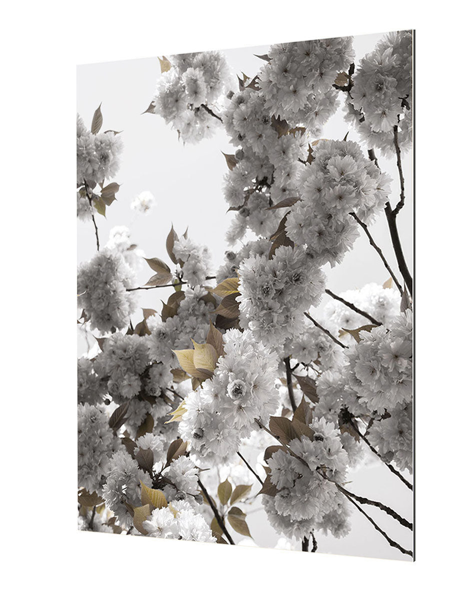 Studio Nahili - White Spring Blossoms