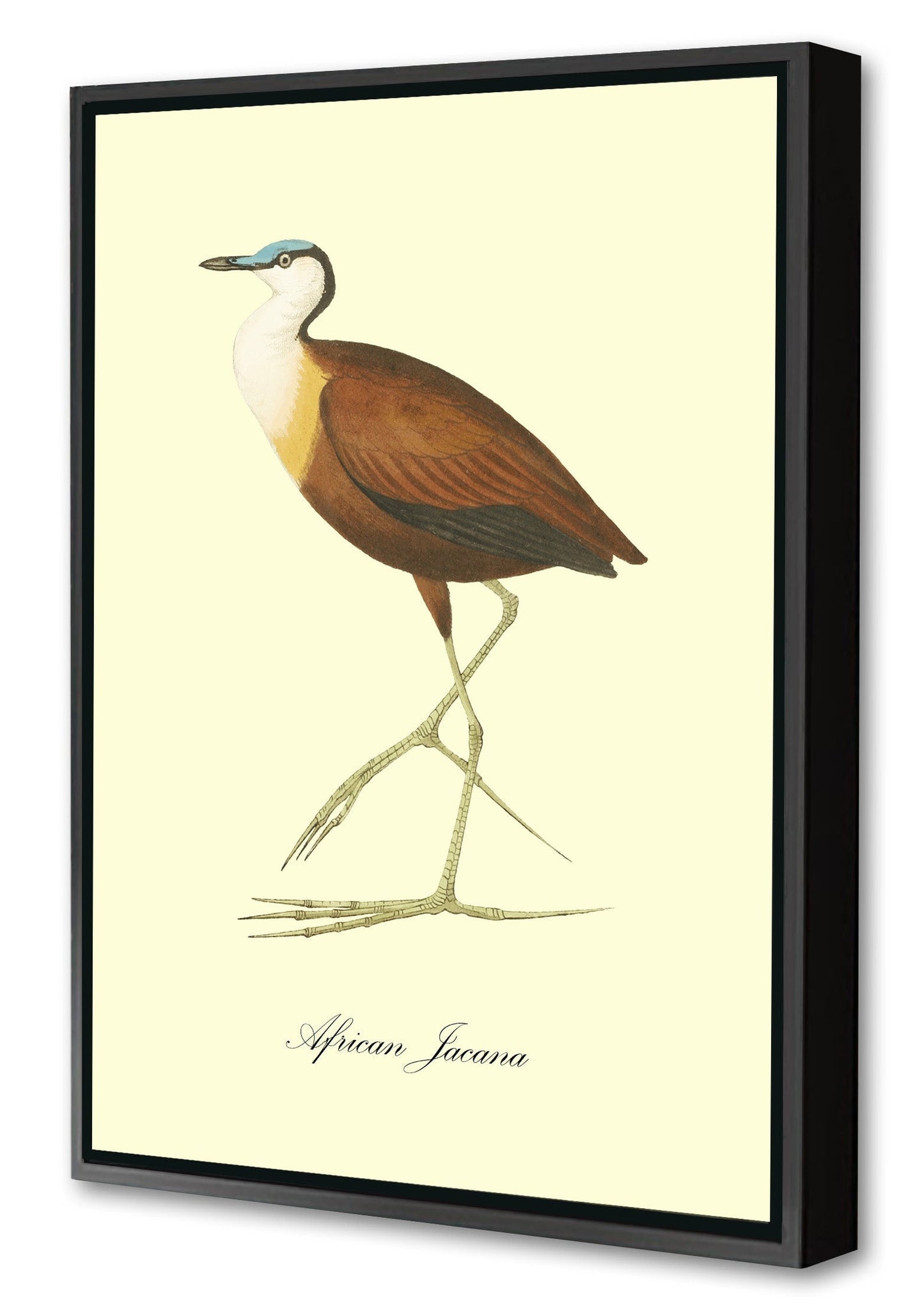 African Jacana-birds, print-Canvas Print with Box Frame-40 x 60 cm-BLUE SHAKER