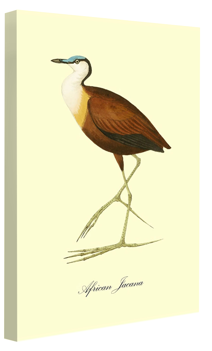 African Jacana-birds, print-Canvas Print - 20 mm Frame-50 x 75 cm-BLUE SHAKER