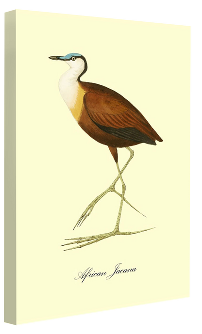 African Jacana-birds, print-Canvas Print - 20 mm Frame-50 x 75 cm-BLUE SHAKER