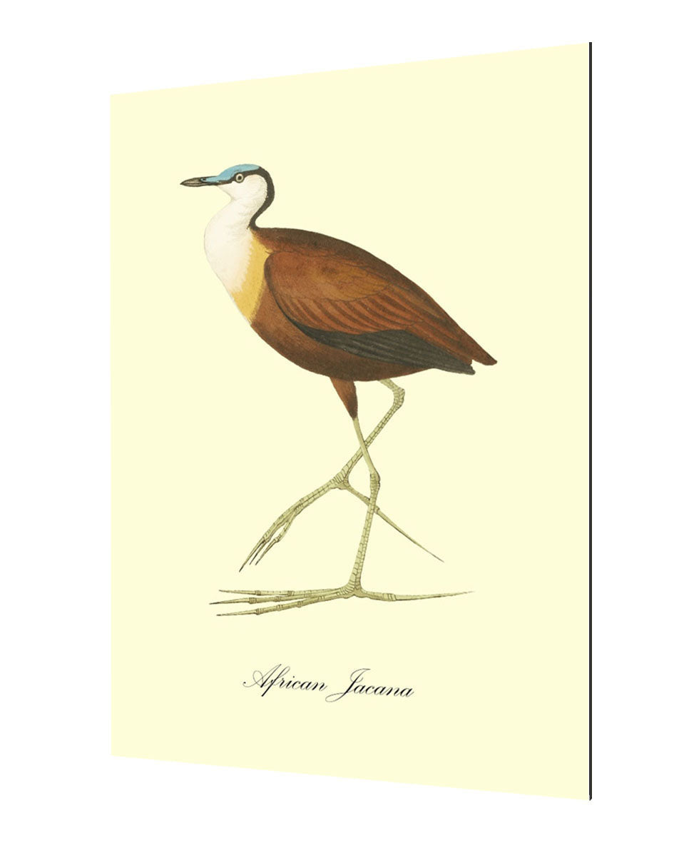 African Jacana-birds, print-Alu Dibond 3mm-40 x 60 cm-BLUE SHAKER