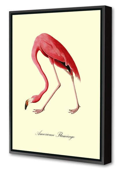 American Flamingo-birds, print-Canvas Print with Box Frame-40 x 60 cm-BLUE SHAKER
