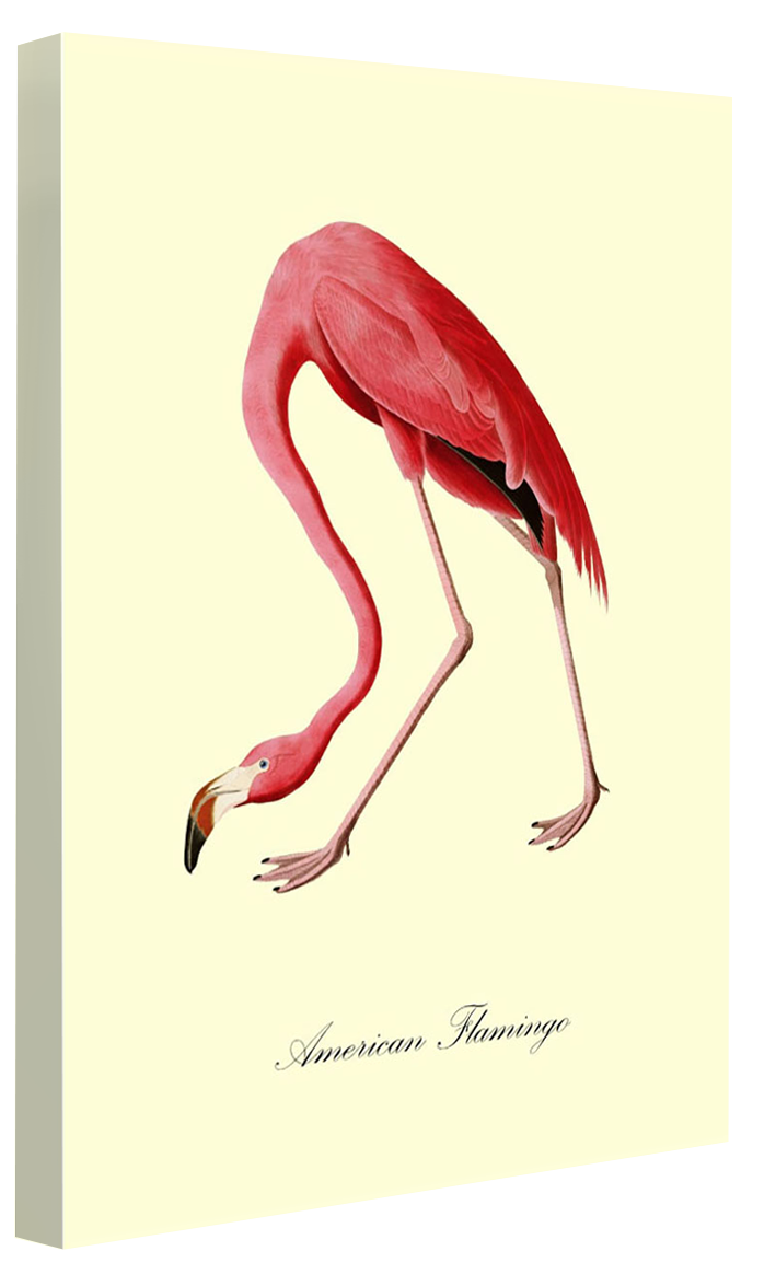 American Flamingo-birds, print-Canvas Print - 20 mm Frame-50 x 75 cm-BLUE SHAKER