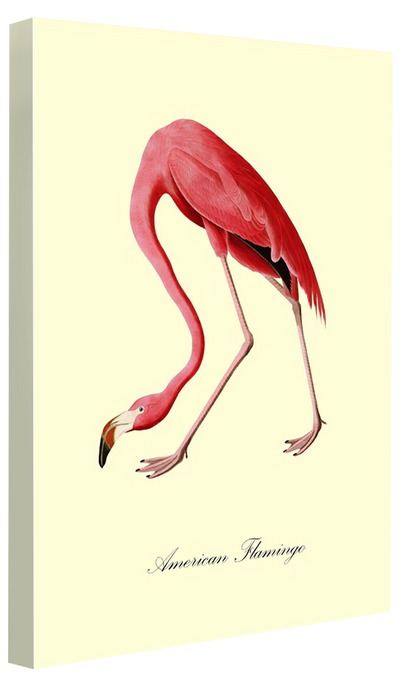 American Flamingo-birds, print-Canvas Print - 20 mm Frame-50 x 75 cm-BLUE SHAKER