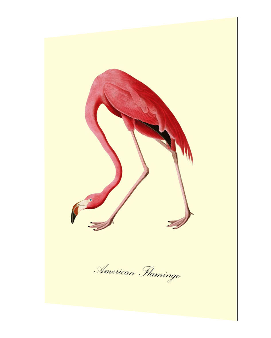 American Flamingo-birds, print-Alu Dibond 3mm-40 x 60 cm-BLUE SHAKER