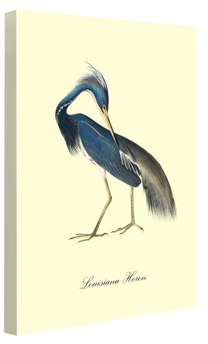 Louisiana Heron-birds, print-Canvas Print - 20 mm Frame-50 x 75 cm-BLUE SHAKER