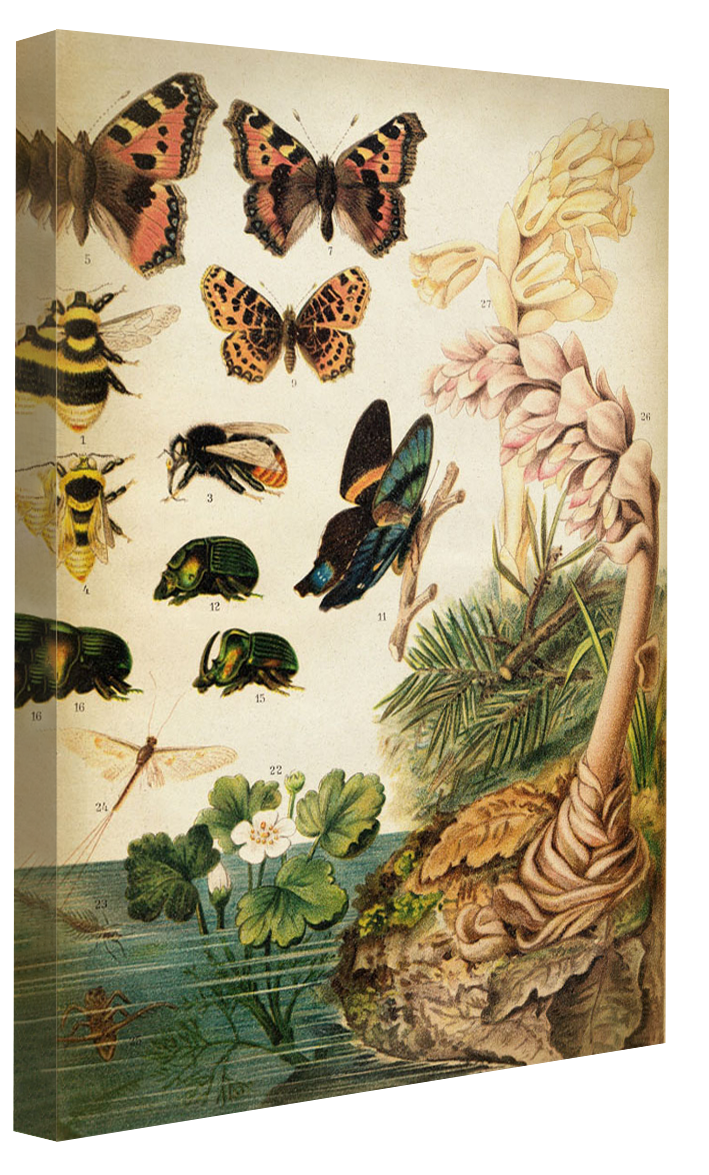 Butterflies Darwinism 2-botanical, print-Canvas Print - 20 mm Frame-50 x 75 cm-BLUE SHAKER