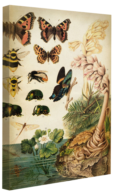 Butterflies Darwinism 2-botanical, print-Canvas Print - 20 mm Frame-50 x 75 cm-BLUE SHAKER