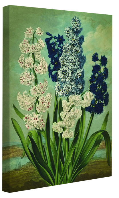 Fl Hyacinths-botanical, print-Canvas Print - 20 mm Frame-50 x 75 cm-BLUE SHAKER