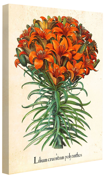 Pl Lilium-botanical, print-Canvas Print - 20 mm Frame-50 x 75 cm-BLUE SHAKER