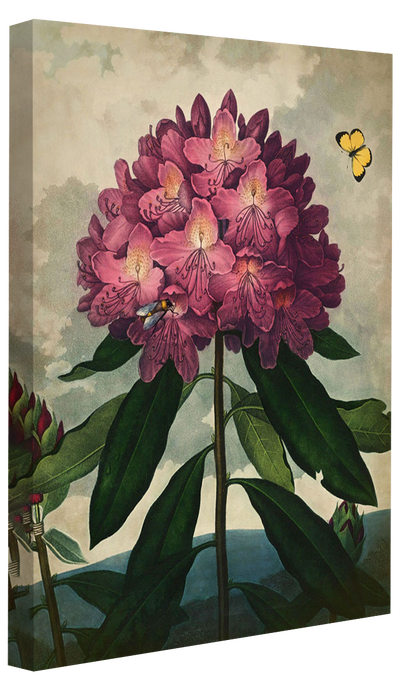 Fl Rhododendron-botanical, print-Canvas Print - 20 mm Frame-50 x 75 cm-BLUE SHAKER