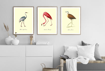 American Flamingo-birds, print-BLUE SHAKER