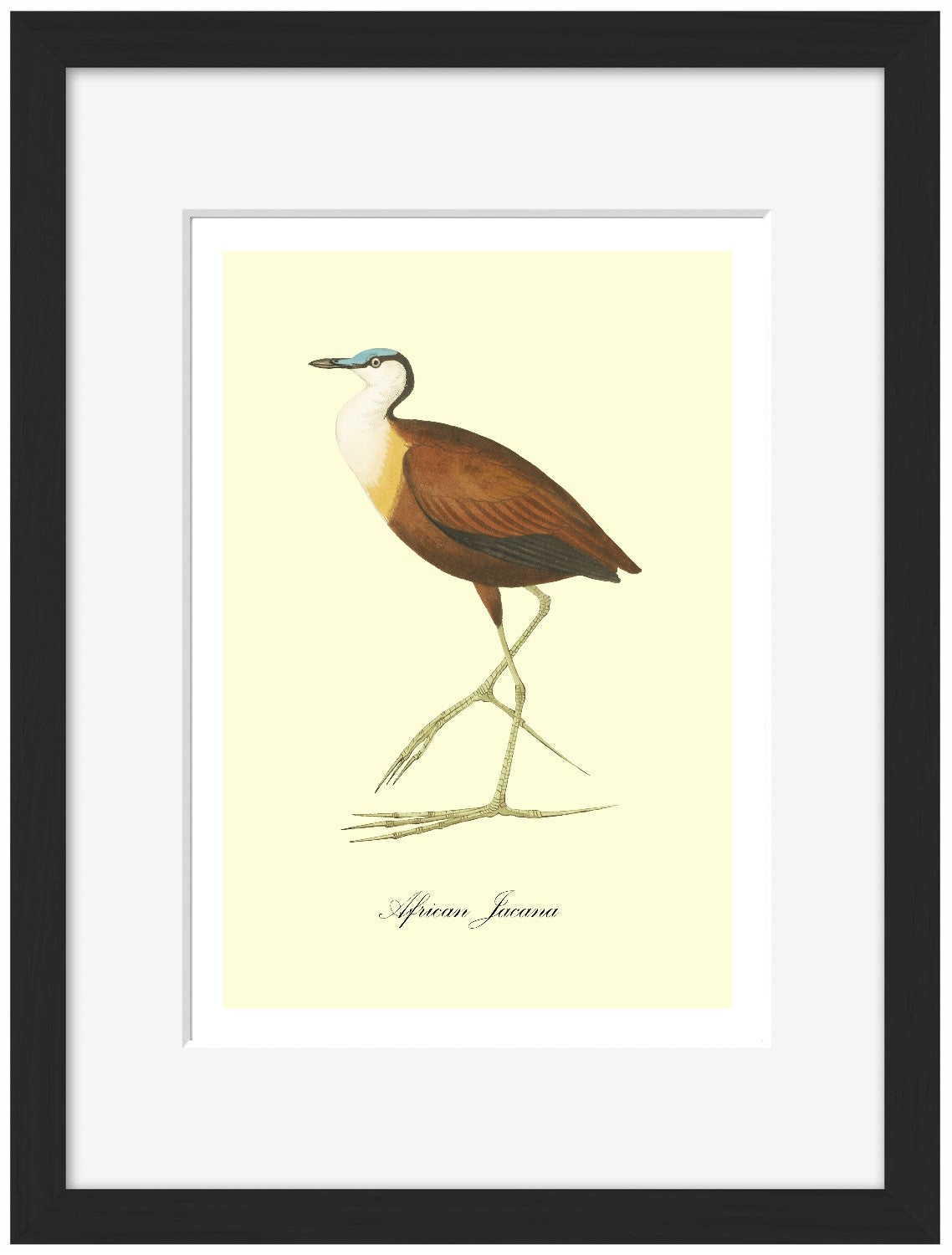 African Jacana-birds, print-Framed Print-30 x 40 cm-BLUE SHAKER