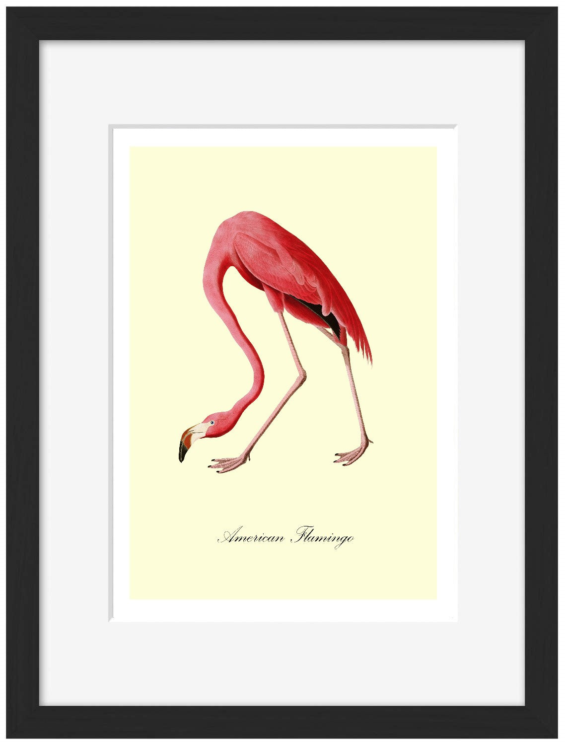 American Flamingo-birds, print-Framed Print-30 x 40 cm-BLUE SHAKER