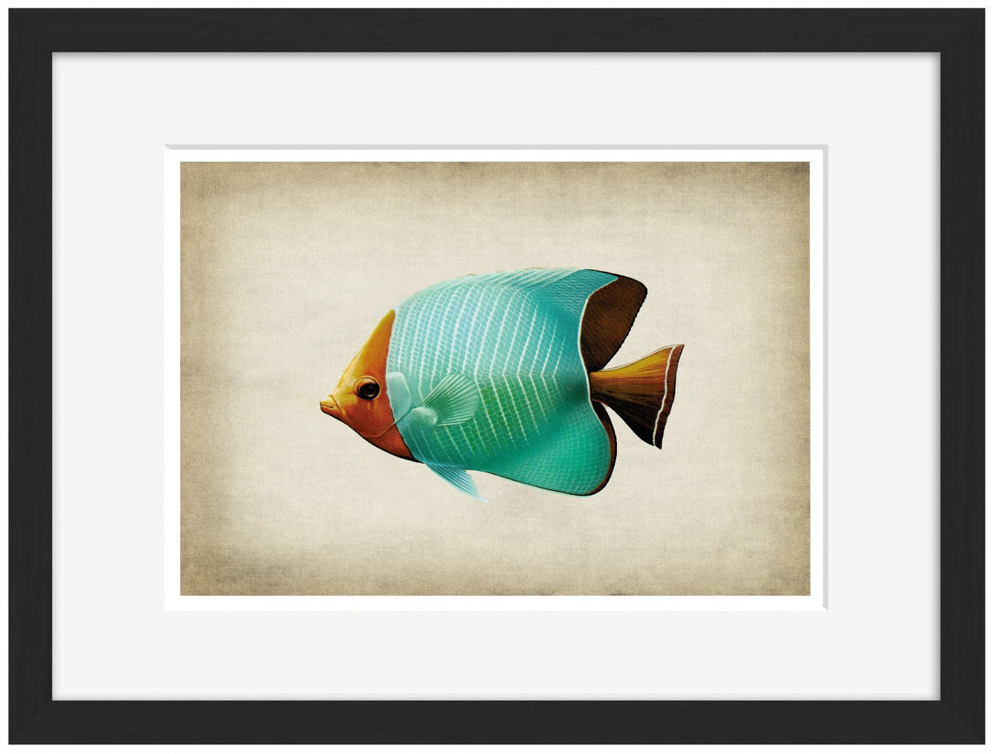 Fish 8-fish, print-Framed Print-30 x 40 cm-BLUE SHAKER