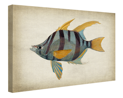 Fish 1-fish, print-Canvas Print - 20 mm Frame-50 x 75 cm-BLUE SHAKER