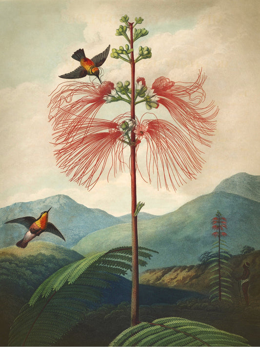 Fl Sensitive Plant-botanical, print-Print-30 x 40 cm-BLUE SHAKER