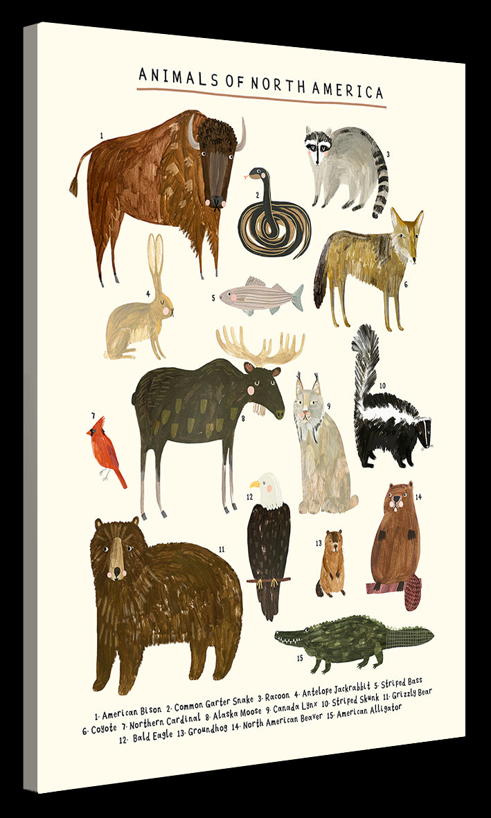 Darcy Olley -  Animals Of North America