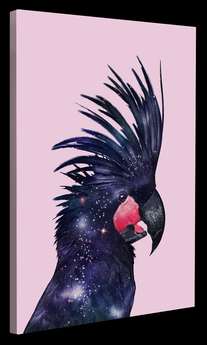 Jonas Loose -  Galaxy Bird