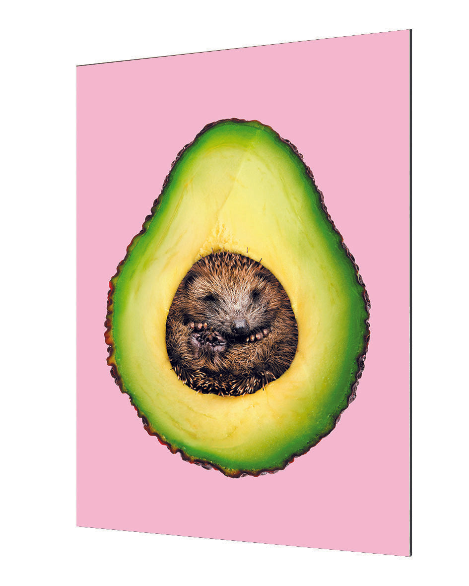 Jonas Loose - Hedgehocado