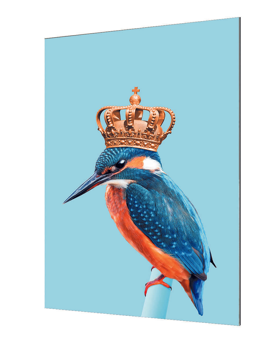 Jonas Loose - Kingfisher