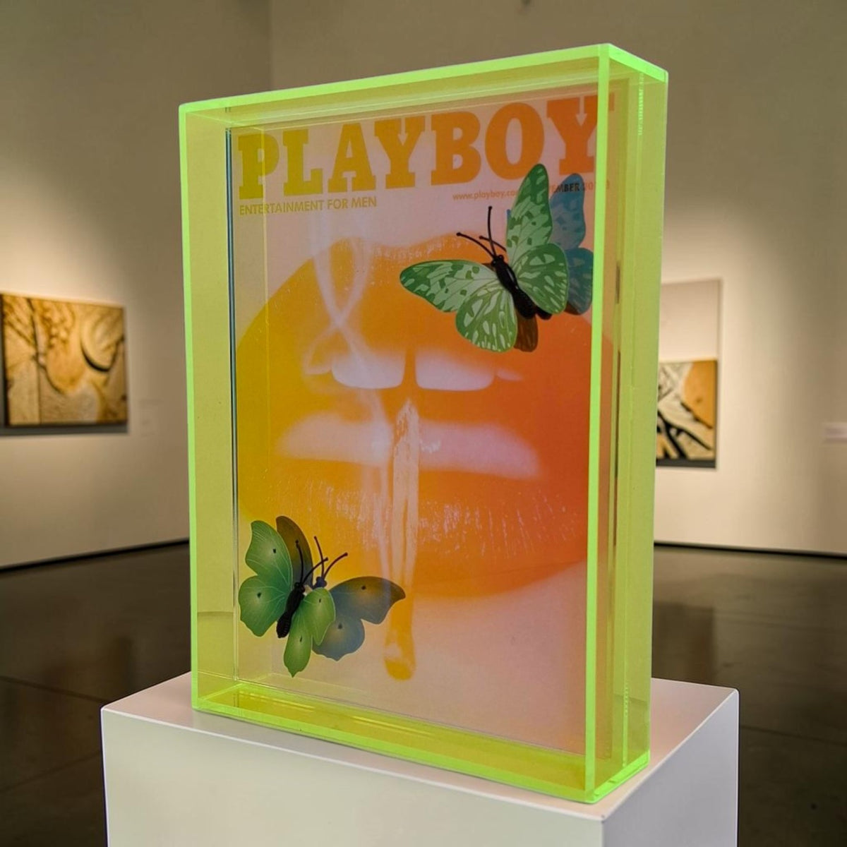 Butterfly Play Boy