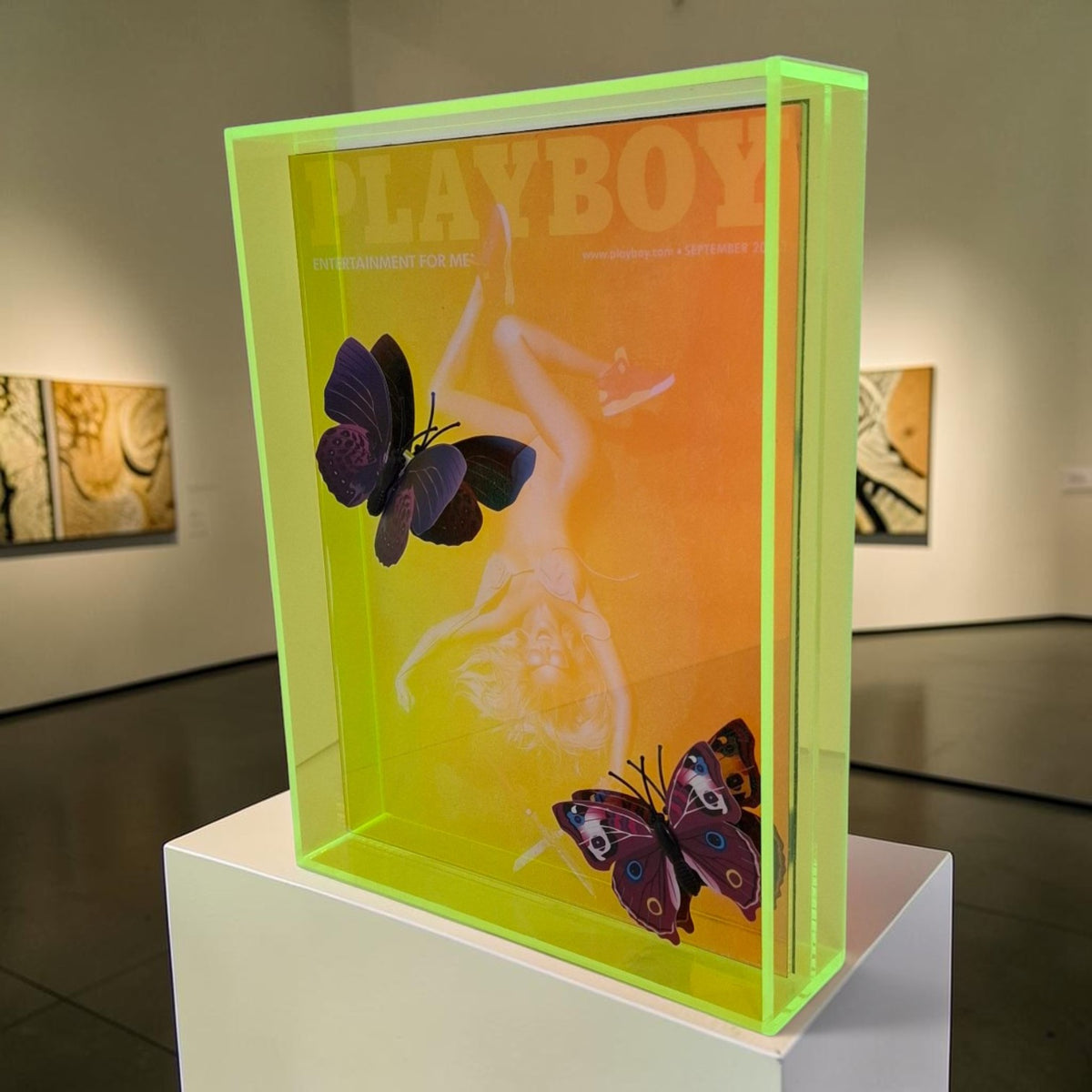 Butterfly Play Boy