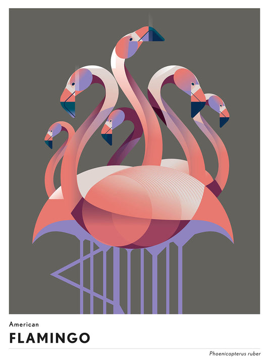 Mark Harrison -  Animal Flamingo