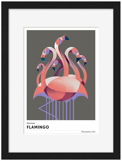 Mark Harrison -  Animal Flamingo