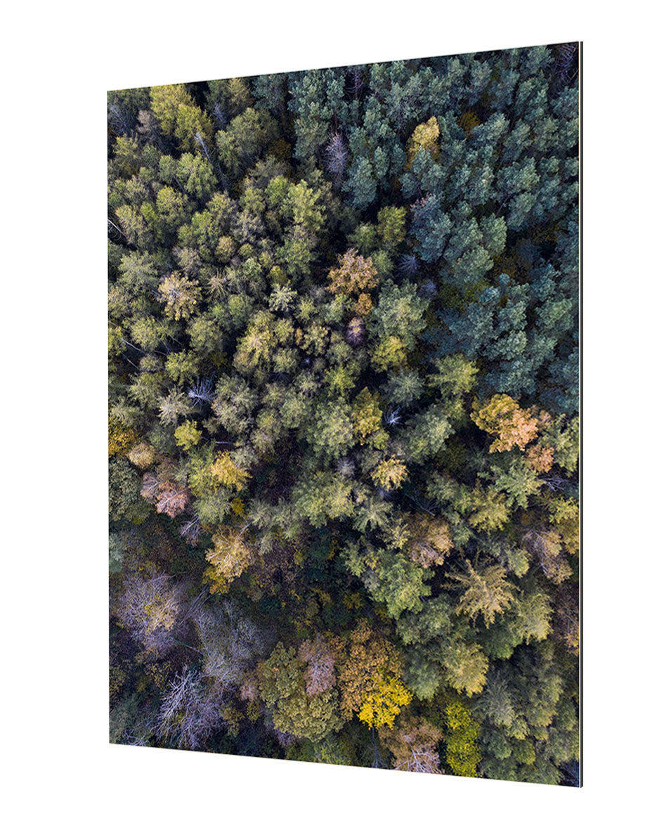 Studio Nahili -  Autumn In The Forest