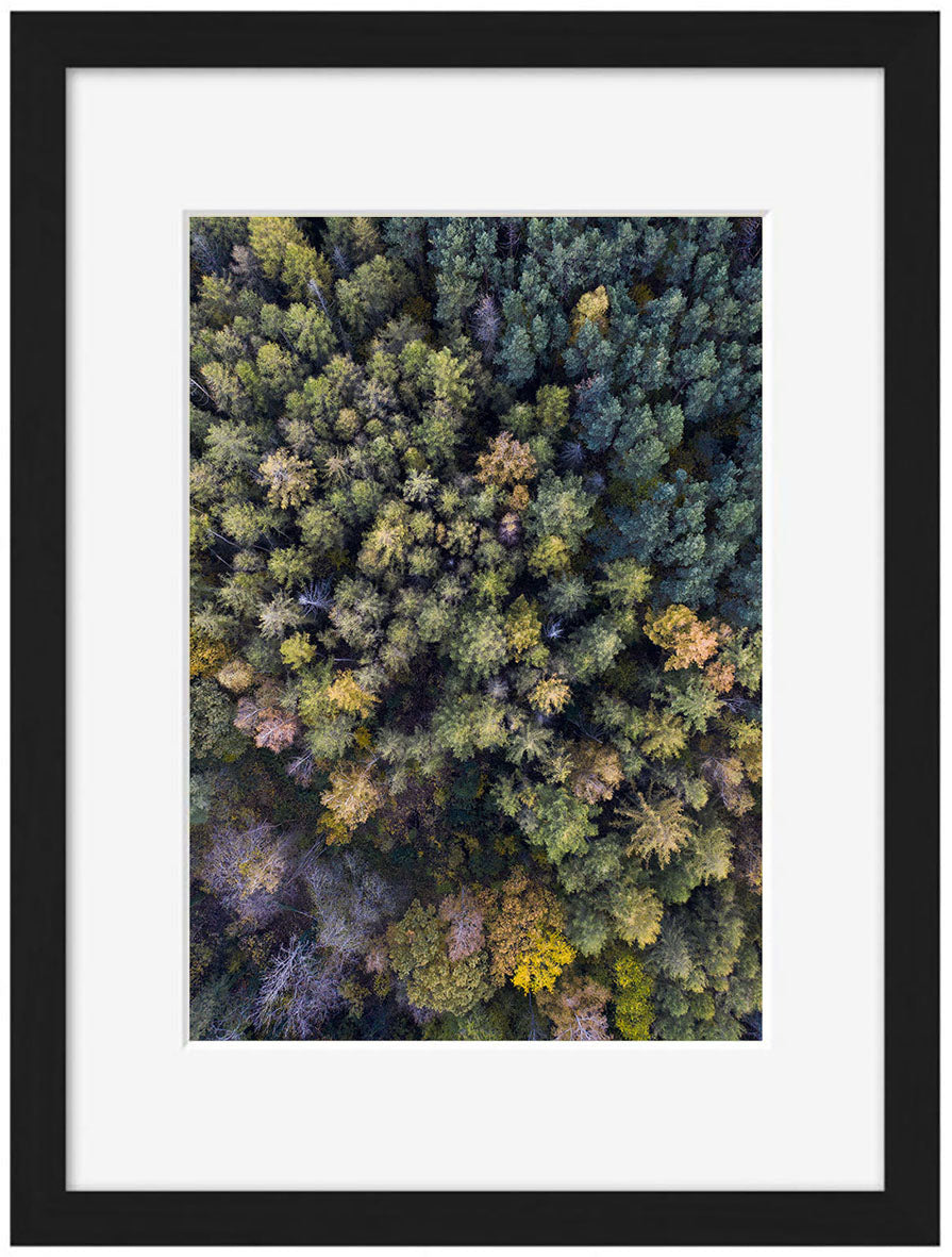 Studio Nahili -  Autumn In The Forest