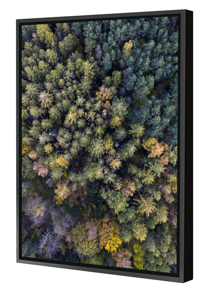 Studio Nahili -  Autumn In The Forest