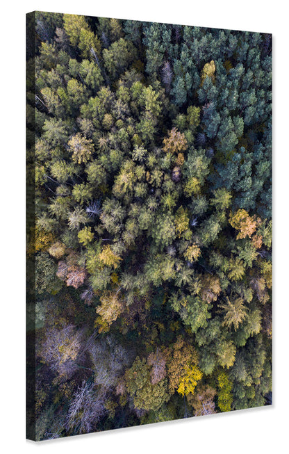 Studio Nahili -  Autumn In The Forest