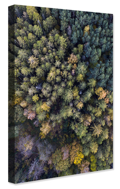 Studio Nahili -  Autumn In The Forest