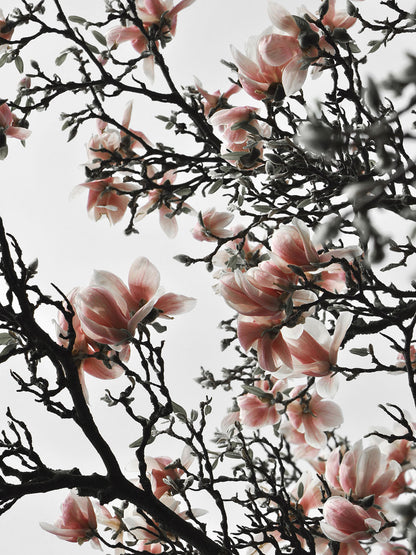 Studio Nahili -  Beautiful Blush Magnolia